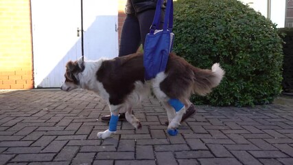 Injured dog with bandaged legs in rehabilitation process helped by a woman walking on an urban sidewalk, tracking shot