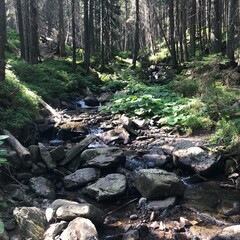 stream in the forest
