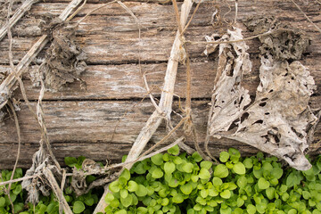 Wooden desk green grass texture background