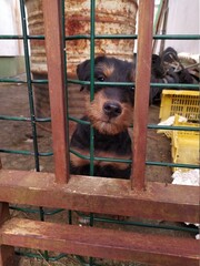 Puppy dog in the street