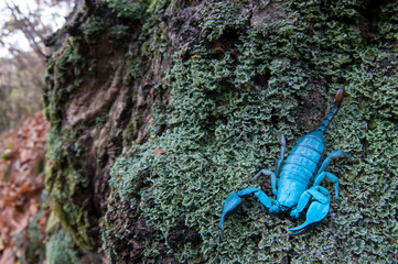European yellow-tailed scorpion (Euscorpius flavicaudis) under Ultra Violet light.