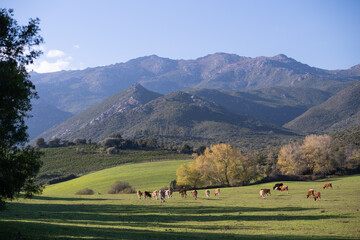 Cattle grazing grass from a beautiful  green pasture in Corsica