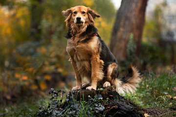 Dog stands on a log in the park in autumn. Colorfull nature