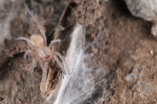 Ground spider (Drassodes sp.) juvenile near cocoon