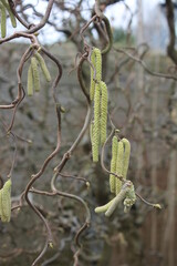 Fototapeta premium curly hazel with catkins