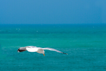Flying seagull. Gull hovers over the ocean in search of prey