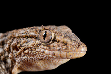 Common wall gecko (Tarentola mauritanica) portrait on black background, Italy.