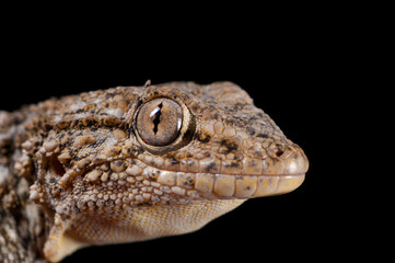 Common wall gecko (Tarentola mauritanica) portrait on black background, Italy.