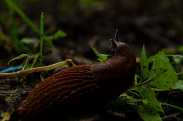 slug in the forest