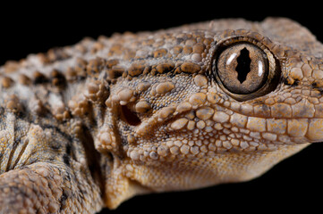 Common wall gecko (Tarentola mauritanica) portrait on black background, Italy.