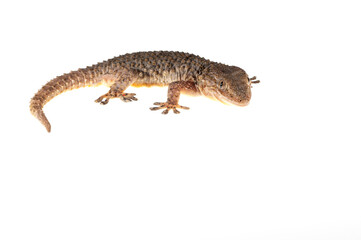 Common wall gecko (Tarentola mauritanica) on white background, Italy.