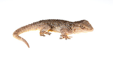 Common wall gecko (Tarentola mauritanica) on white background, Italy.