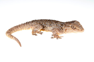 Naklejka premium Common wall gecko (Tarentola mauritanica) on white background, Italy.