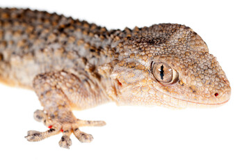 Common wall gecko (Tarentola mauritanica) on white background, Italy.