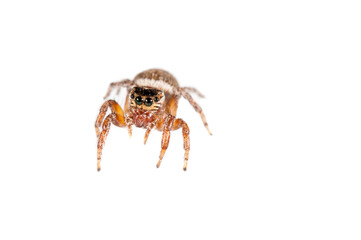 Jumping spider on white background
