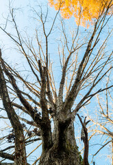 Big early winter tree from underneath on a sunny day