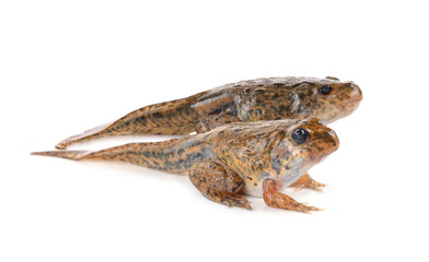 Tadpoles  isolated on white.