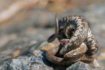 Viperine water snake (Natrix maura) playing dead