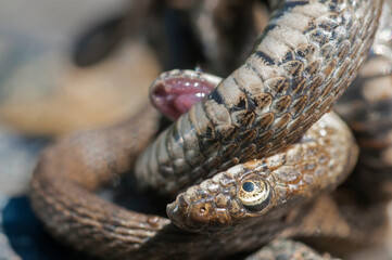 Viperine water snake (Natrix maura) playing dead