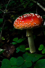fly agaric mushroom in forest