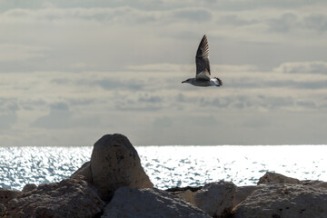 seagull flying in the beach