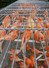 Bird market, orange birds for sale