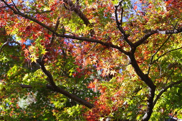 紅葉