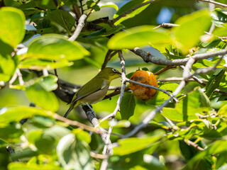 Japanese white eye in a fruit tree 4
