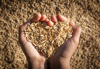Jasmine rice from the field in woman farmer's hands, concept food for health, world food day. Food...