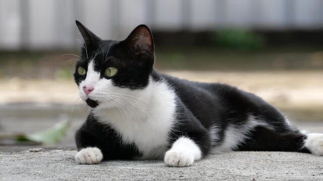 A beautiful bicolor cat on the street. Unvaccinated cats at street are at the highest risk for rabies infection.