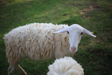 sheep on a farm in Suan Phueng District