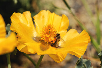 The bee collects the nectar on a yellow flower on a sunny, spring day.