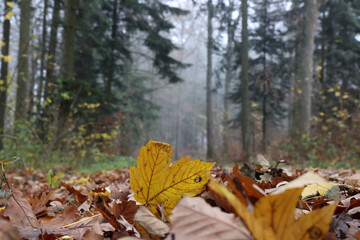 Fallen yellow leaves in the forest in autumn