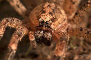 False wolf spider (Zoropsis spinimana) portrait, Italy.