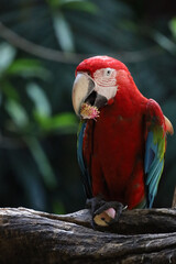 Close up haed the red macaw parrot bird in garden at thailand.
