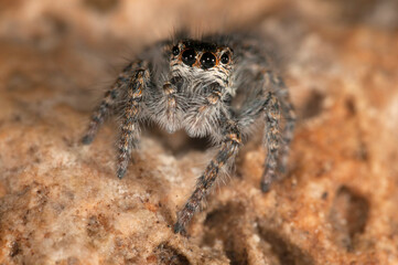 Jumping spider (Philaeus chrysops).