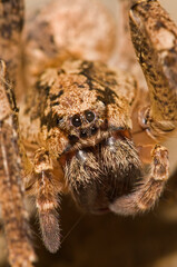 False wolf spider (Zoropsis spinimana) portrait, Italy.