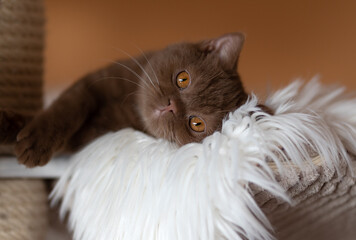 Britisch Kurzhaar Katze Kitten romantisch und edel