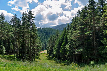 Green forest and flower meadows in Rila Mountain, Bulgaria  © vili45