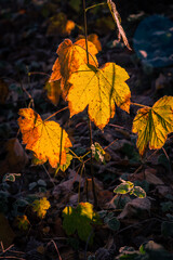 Herbstwald