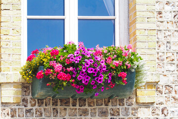 Pot with flowers on the windows, backyard. Home flower garden in summer, old town in Europe. Geranium and petunia flowers in pot on the window