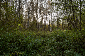 Forest thickets. Summer forest natural background or landscape.
