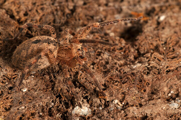 False wolf spider (Zoropsis spinimana) portrait, Italy.