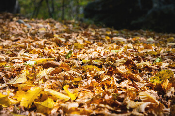 fallen leaves in the autumn forest in sunny weather close-up