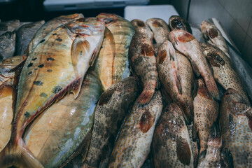 fresh fish on the market