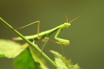 European common mantis (Mantis religiosa)