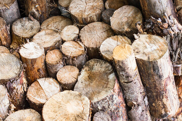 Wooden logs in pile. Firewood stacked background. Sawed tree trunk. Cut tree slice cross section texture. Wood forest pattern background. Wood texture. Forest background.