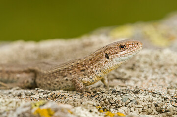 Viviparous lizard (Zootoca vivipara)