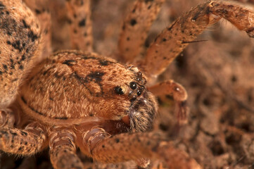 False wolf spider (Zoropsis spinimana) portrait, Italy.