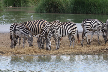 Fototapeta na wymiar Group burchell zebra in farm at thailand